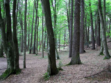 Fondos De Pantalla Rboles Bosque Polonia Polska Roztocze