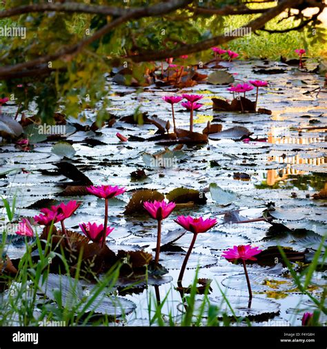 Pink Water Lillies In A Natural Pond In Trinidad And Tobago Square