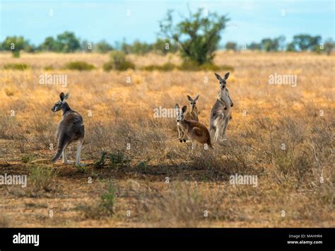 Red Kangaroos Queensland Australia Stock Photo Alamy