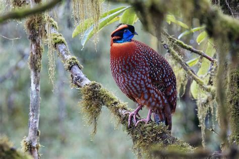 Discover The Unique Beauty Of Temmincks Tragopan In The Bird Kingdom