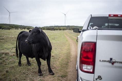 Massive Explosion At Texas Dairy Farm Kills Nearly Cows World