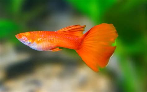 Guppy With Ripped Tail Causes And Solutions Aquariumnexus