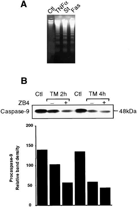 Different Requirements For Fas And Transmigration Induced Apoptosis In