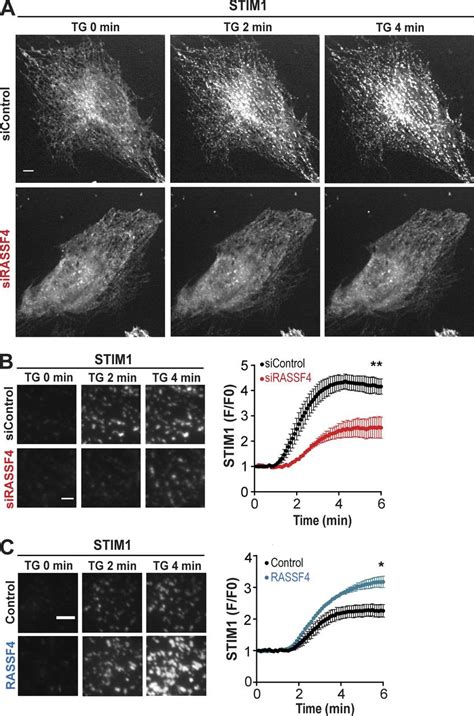 Rassf Regulates Stim Translocation To Erpm Junctions After Er Ca