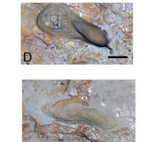 Discovery Of 300000 Year Old Footprints Curious Times