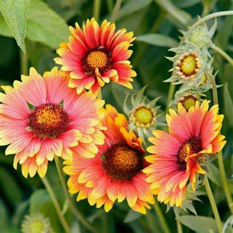 Of The Best Perennials For Adding Color To Your Garden Artofit