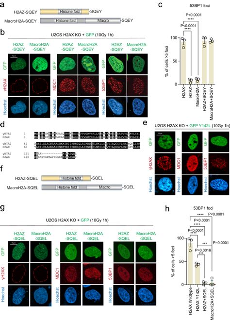 Histone H2A Variants SQEY Chimera Proteins Activate The DDR Pathway