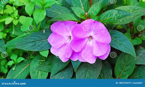 Impatiens Walleriana Royalty Free Stock Photography