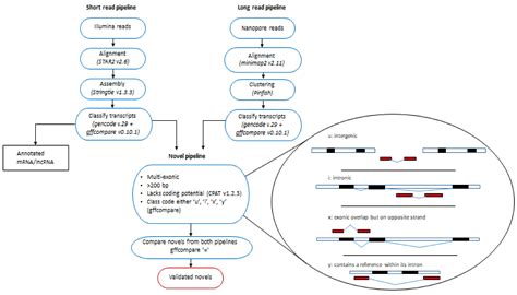 Ijms Free Full Text Novel And Annotated Long Noncoding Rnas