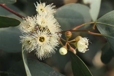 Eucalyptus Melliodora Yellow Box Westgate Biodiversity Bili