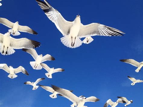 How Do Birds Fly? Answers to Common Questions About Birds - Birds and ...