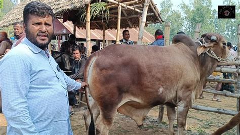 আজ সোমবার ২৫ ডিসেম্বর২৩ চট্টগ্রামের ব্যবসায়ী মাংসের ওজনে খামার উপযোগী ষাঁড় গরু কি দামে