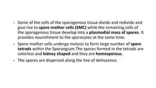 Psilotum Structure Morphology Anatomy Reproduction Life Cycle