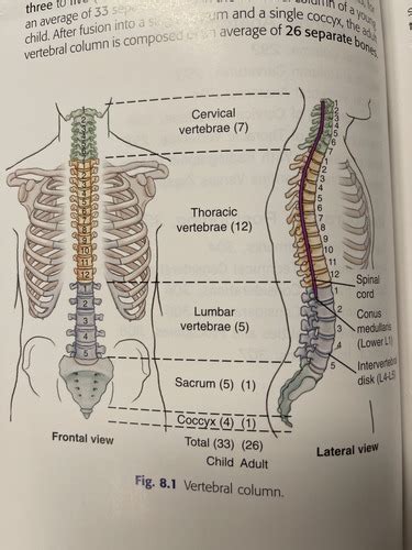 Exam 4 Anatomy And Considerations Flashcards Quizlet