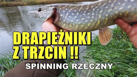 RZECZNE SZCZUPAKI SPOD TRZCIN spinning na Warcie jesień 2022