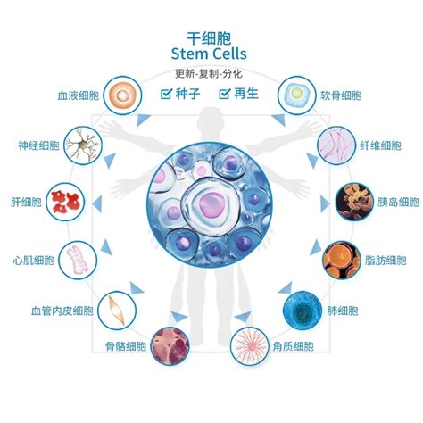 干细胞的作用功效 干细胞可以治疗哪些疾病 杭吉干细胞科技