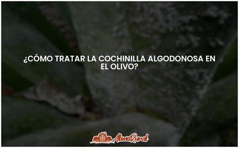 Gu A Para Eliminar La Cochinilla Algodonosa En El Olivo Almarural