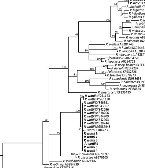 A Bayesian Phylogenetic Tree Of Partial Mitochondrial Co1 Sequences