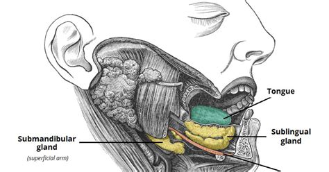 Head and Neck Anatomy: Sublingual Salivary Gland