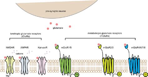 Table From The Role Of Orai In Mglur Mediated Signaling And