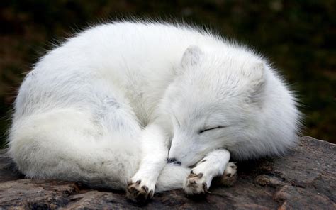 White Fox Wallpapers - Wallpaper Cave