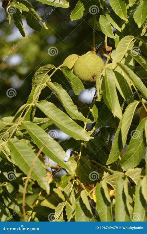 Butternut Tree stock image. Image of tree, cinerea, juglans - 196749479