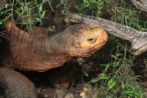 Martin Grace Photography Espanola Galapagos Giant Tortoise