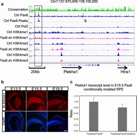 Regulation Of Plekha1 Gene Expression By Pax6 A Reduced Pax6 Binding