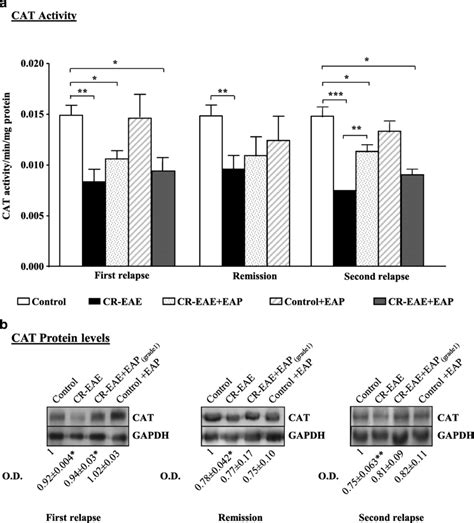 Catalase CAT Activity And Protein Levels In The Three Stages Of