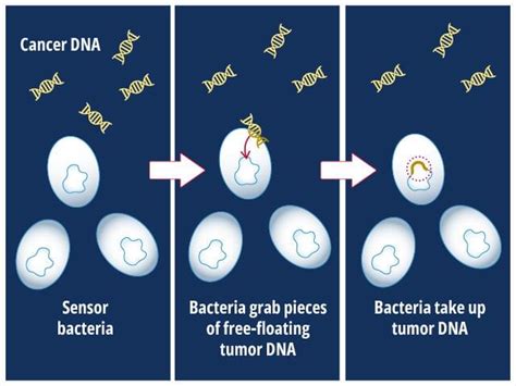 Engineered Bacteria Can Detect Tumor DNA