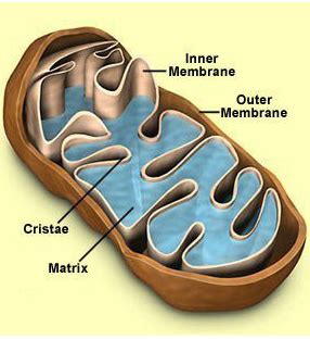 Answered: Inner Membrane Outer -Membrane Cristáe… | bartleby