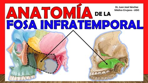 ANATOMÍA DE LA FOSA INFRATEMPORAL Explicación Sencilla YouTube