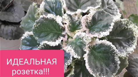 Красавица Фиалка! Все в ваших руках! - YouTube