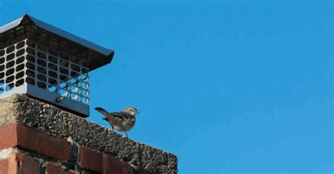 Mockingbird Behavior - AnimalBehaviorCorner