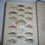 Antiques Atlas Sale On Mrs Beeton S Cookery Housekeeping Book