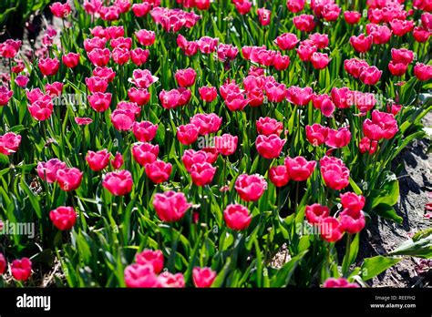 field of blooming tulips.netherlands Stock Photo - Alamy