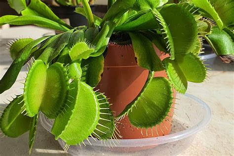 Why Is My Venus Flytrap Turning Black Gardener’s Path