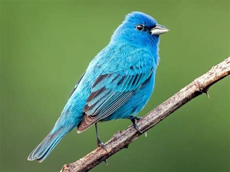 Indigo Bunting Identification All About Birds Cornell Lab Of