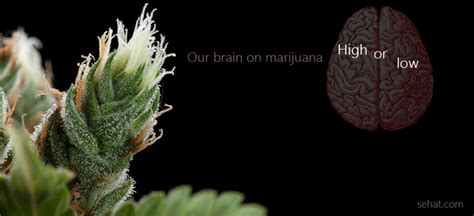 The Deadly Marijuana Effects on The Brain | Sehat