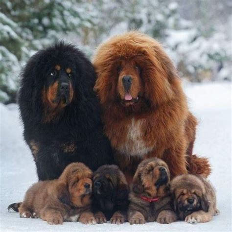 Himalayan Mastiff Dog Breed Information, Images, Characteristics, Health