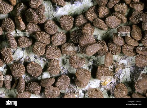 Black henbane (Hyoscyamus niger), seeds Stock Photo - Alamy