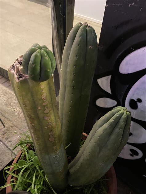 Staying in Chile for a week with San Pedros around me virtually