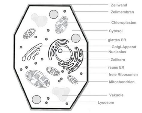 Zellorganellen Woraus Besteht Eine Zelle Studyhelp Online Lernen