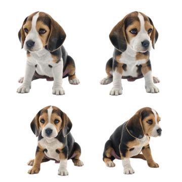 Feliz Beagle PNG Imágenes Transparentes Pngtree