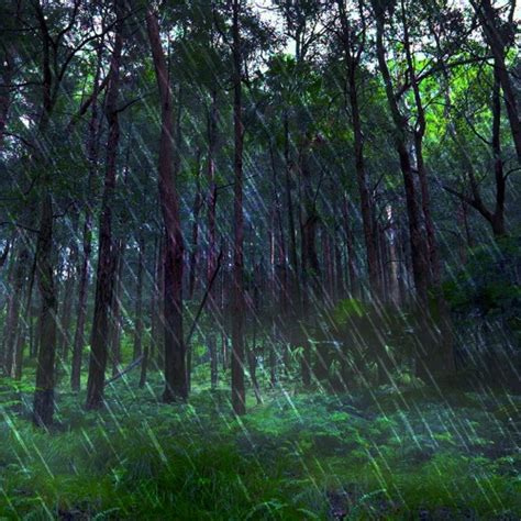 Stream Rain Falling Sounds In Australian Forest 75 Minutes By