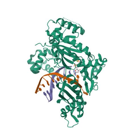 Rcsb Pdb Gbf Crystal Structure Of Human Dna Polymerase Eta