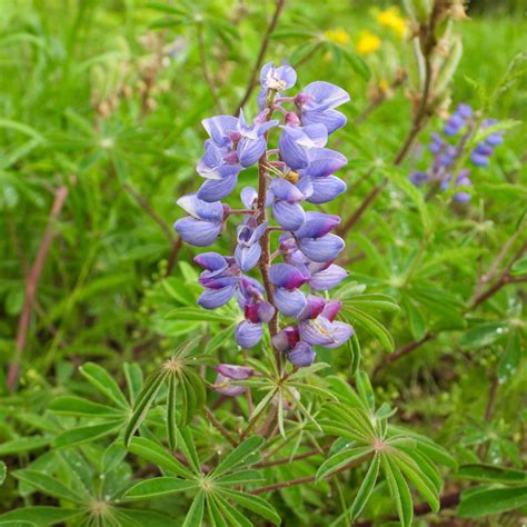 Native Lupines: A Beginner’s Guide - The Plant Native