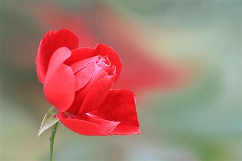 無料画像 工場 写真 花弁 咲く ローズ 赤 ピンク フローラ 閉じる 芽 マクロ撮影 バラの花 開花植物 庭のバラ 植物の茎 陸上植物 3543x2362