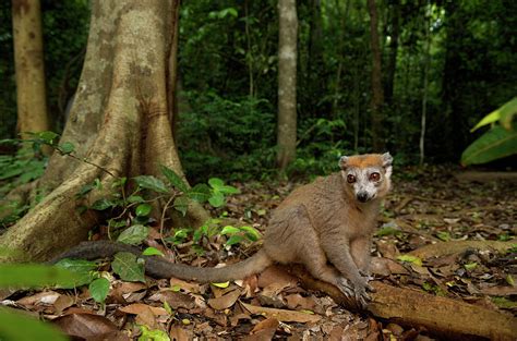 Crowned Lemur Eulemur Coronatus Photograph By Andres Morya Hinojosa