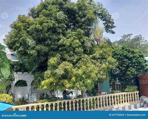 Mango Tree Haiti Stock Photo Image Of Neighbourhood 247726822